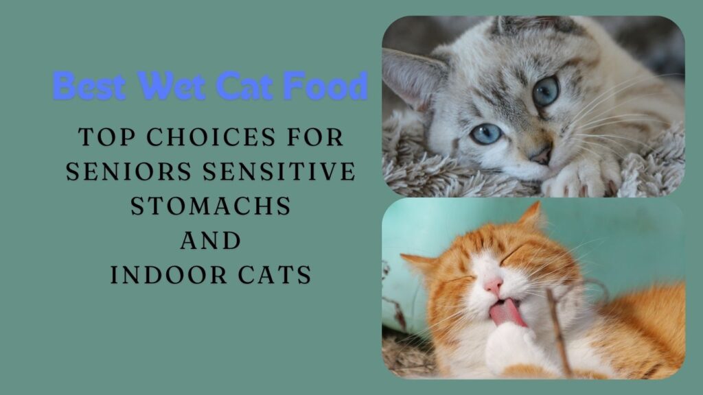 Best Wet Cat Food