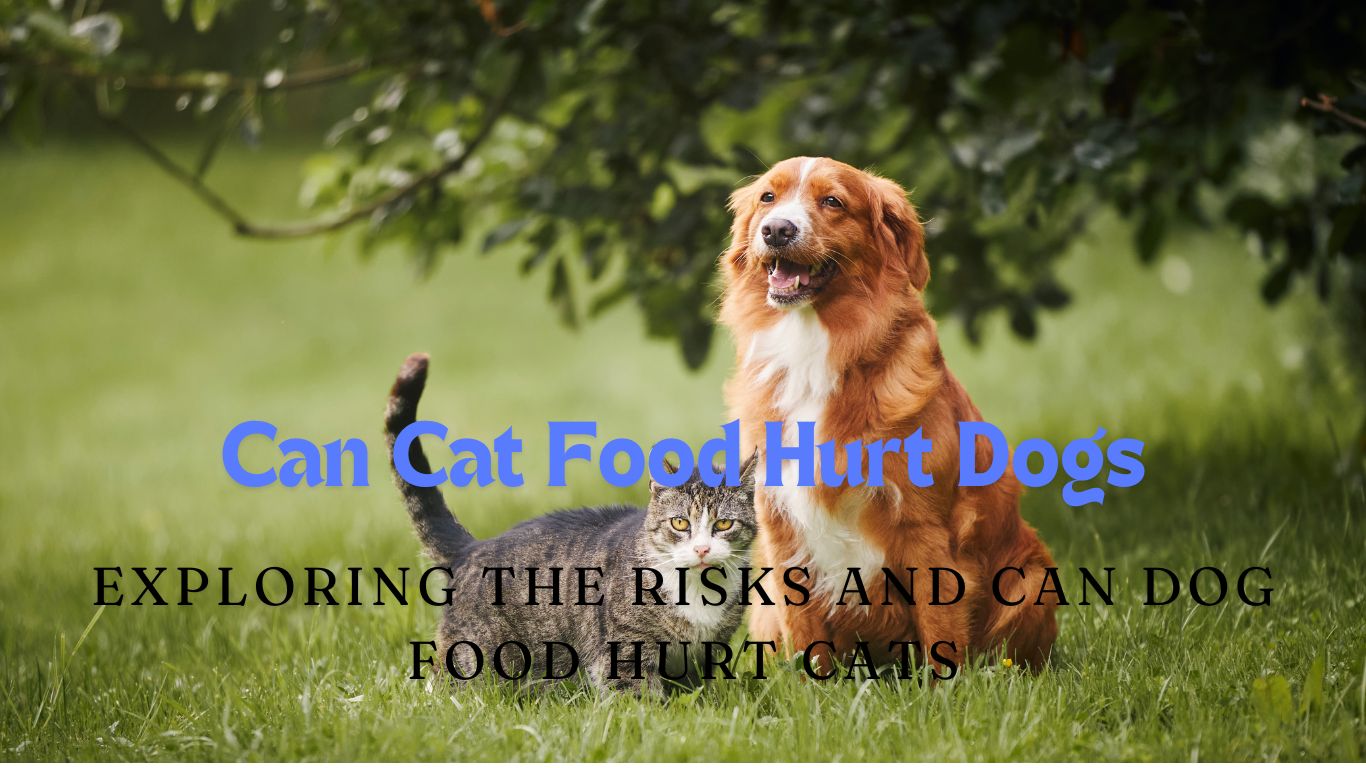 Can Cat Food Hurt Dogs