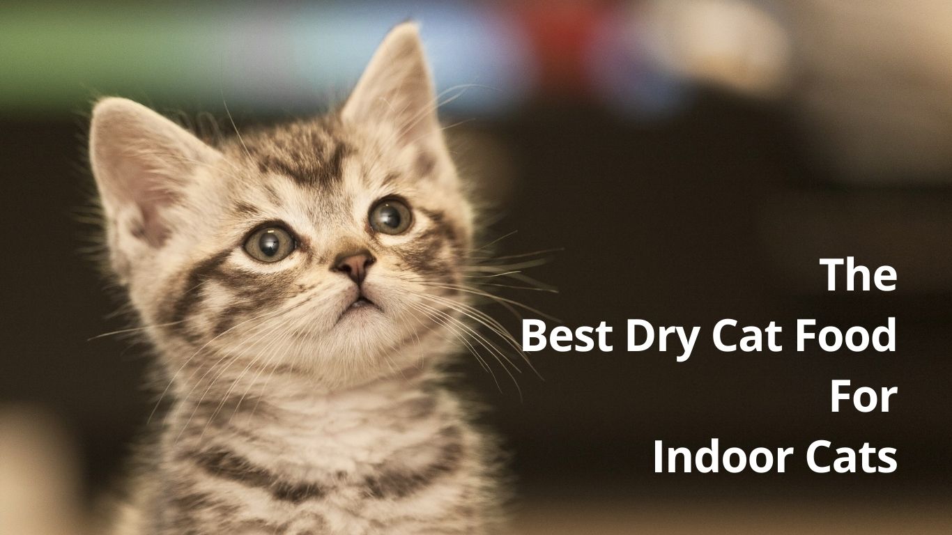 Dry Cat Food