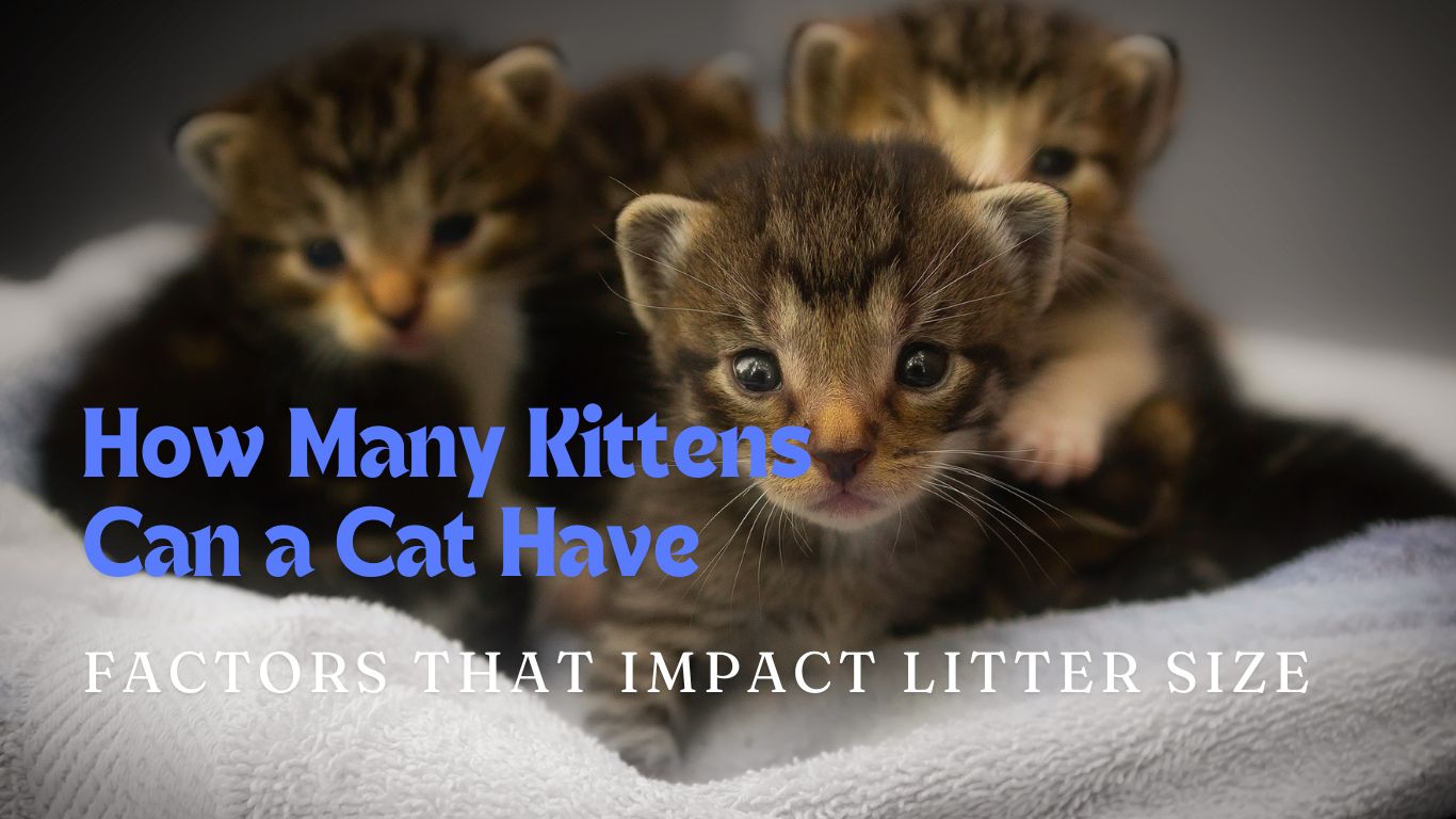 Factors That Impact Litter Size