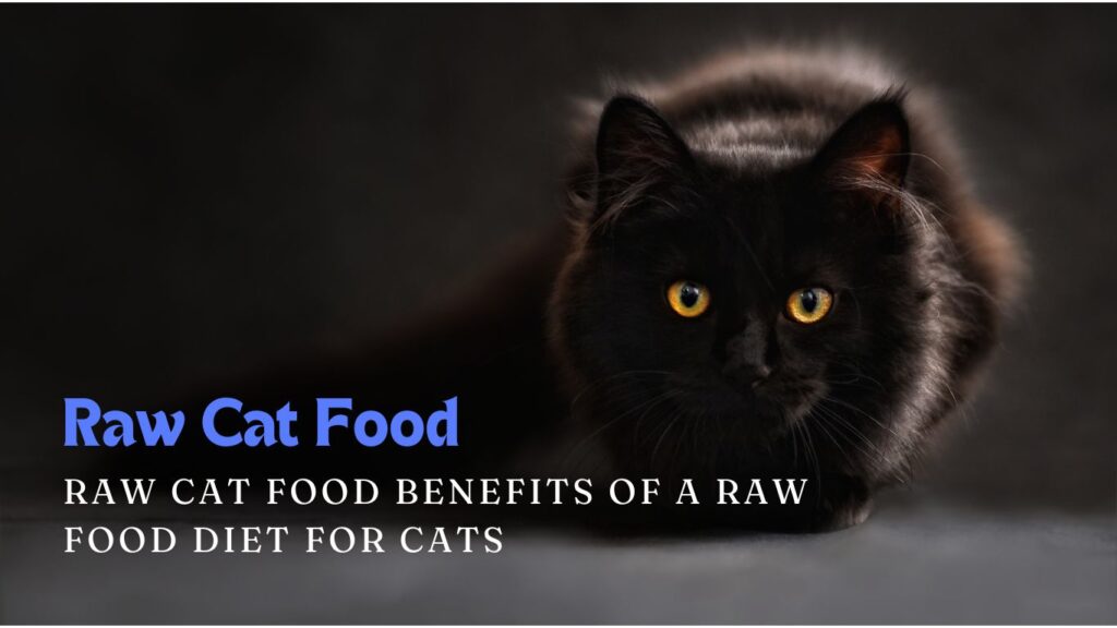 Raw Cat Food