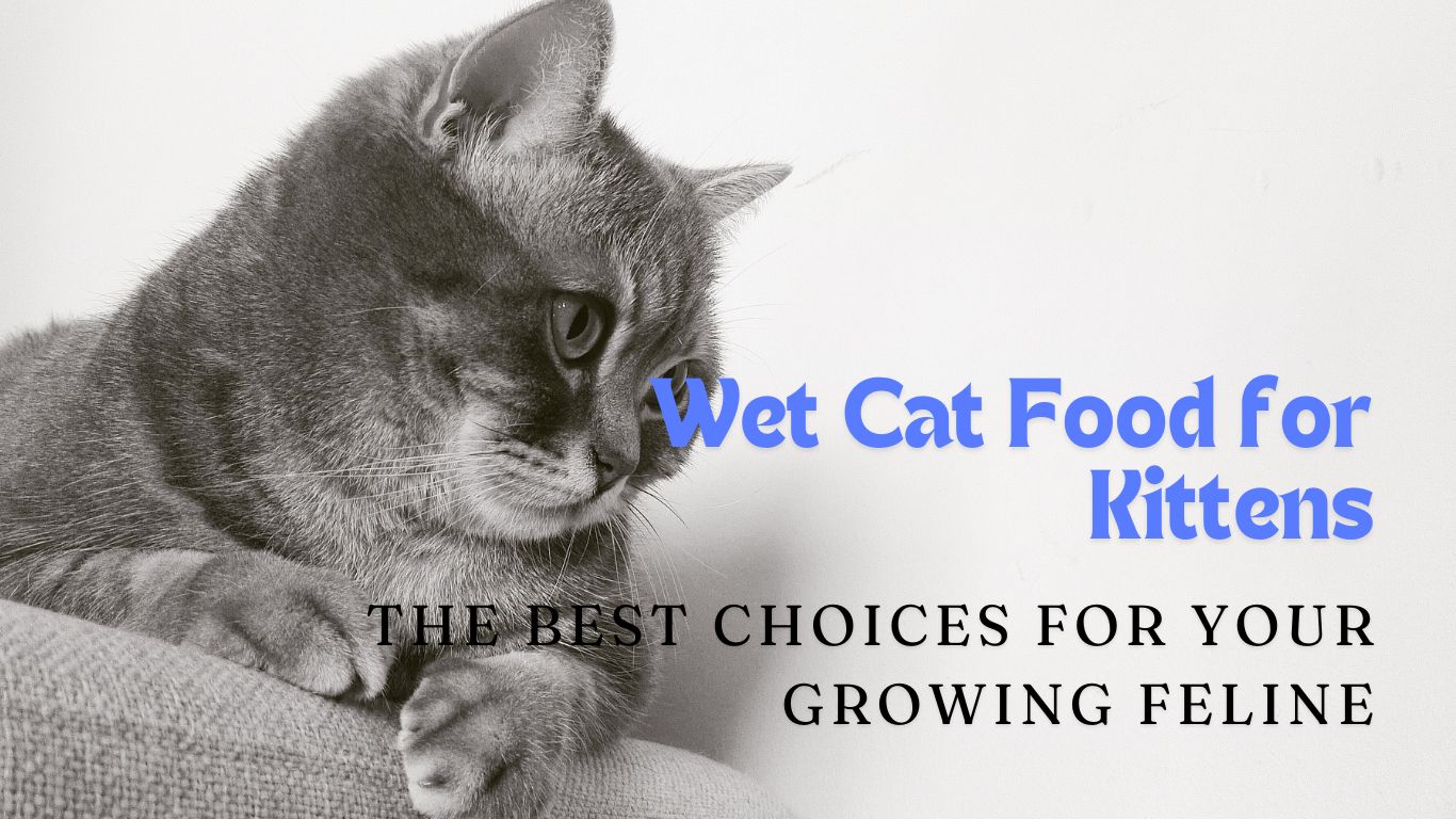 Wet Cat Food for Kittens