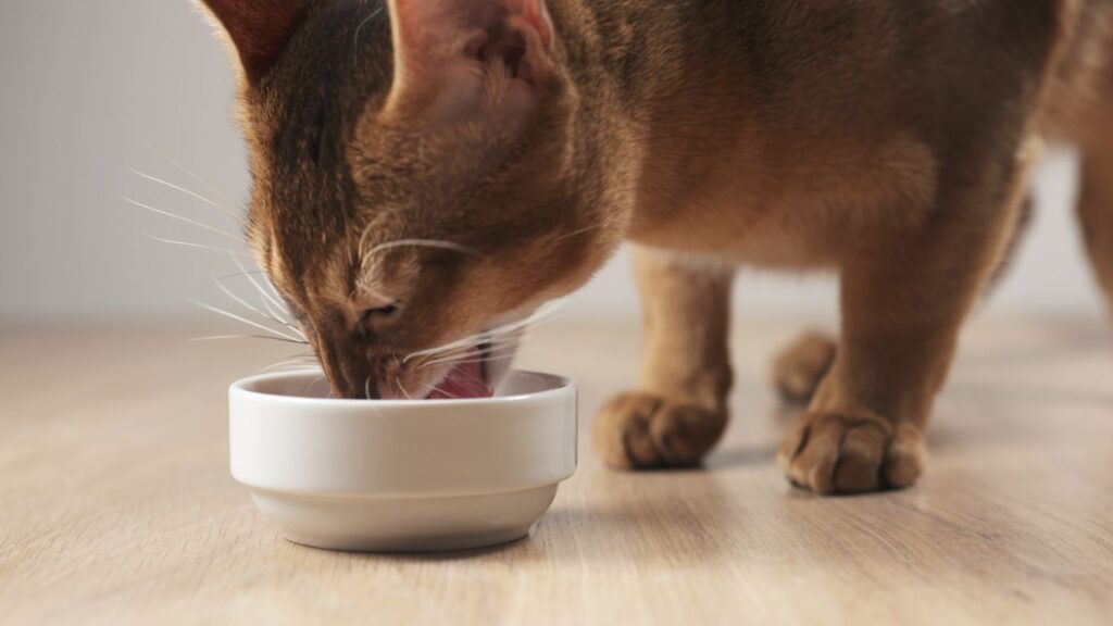 high protein cat food wet