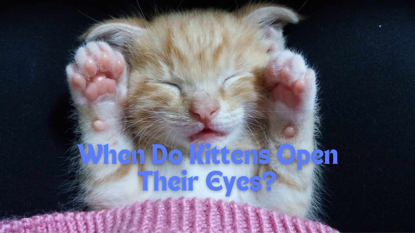 when do kittens open their eyes