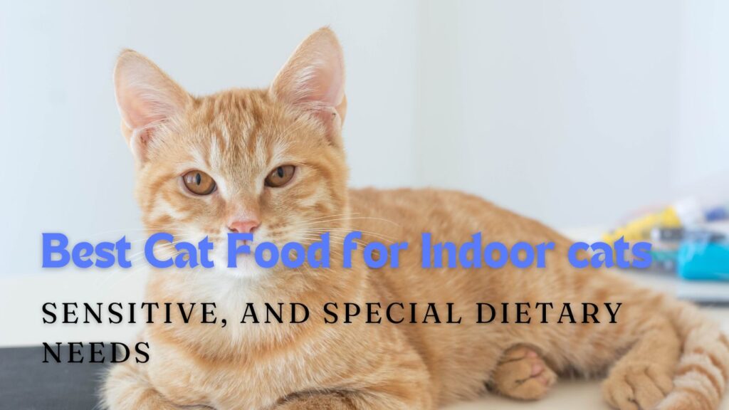 Best Cat Food for Indoor cats