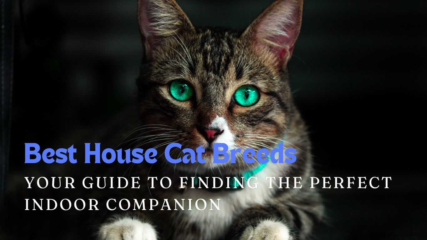 Best House Cat Breeds