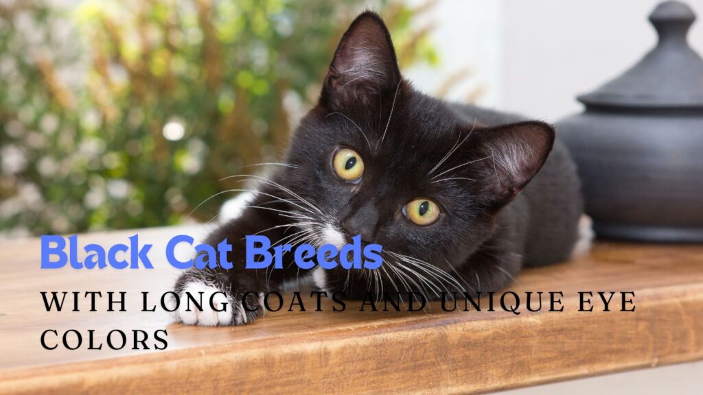 Black Cat Breeds