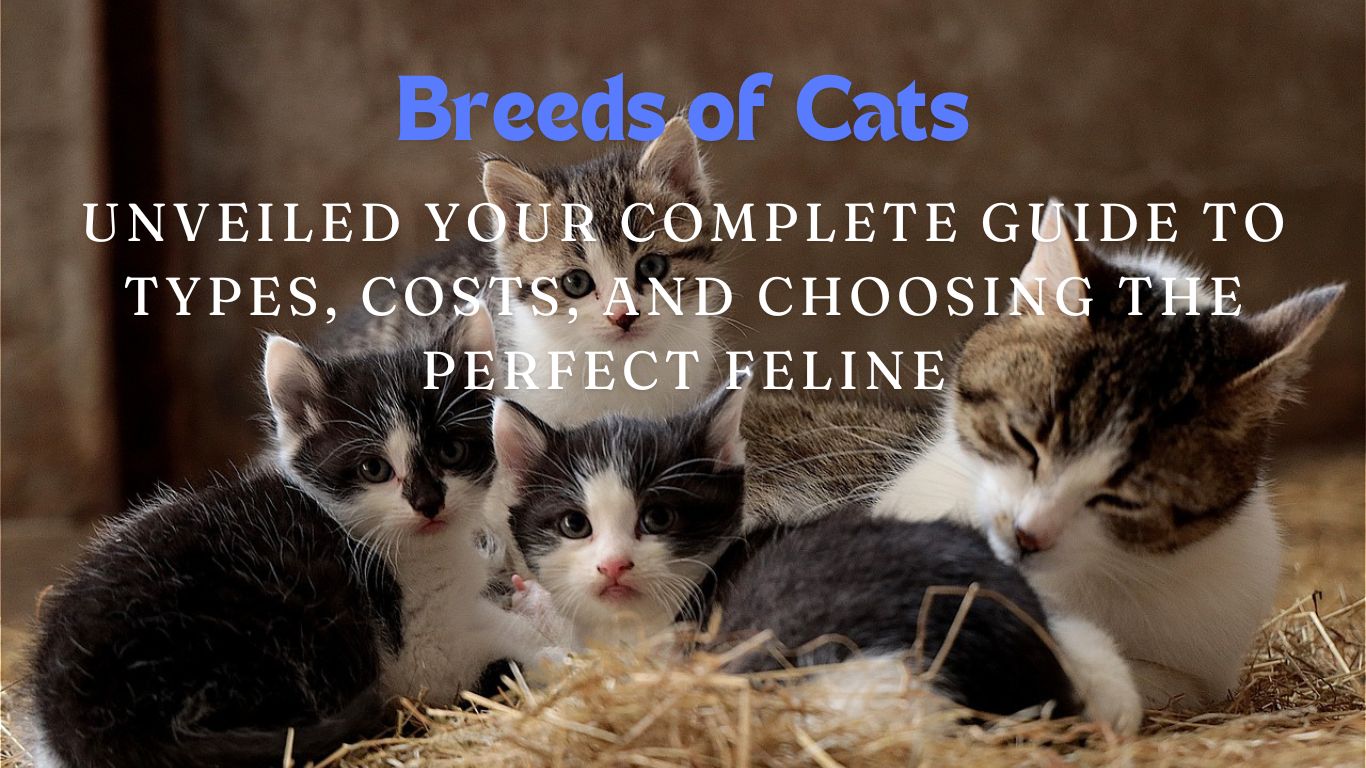 Breeds of Cats