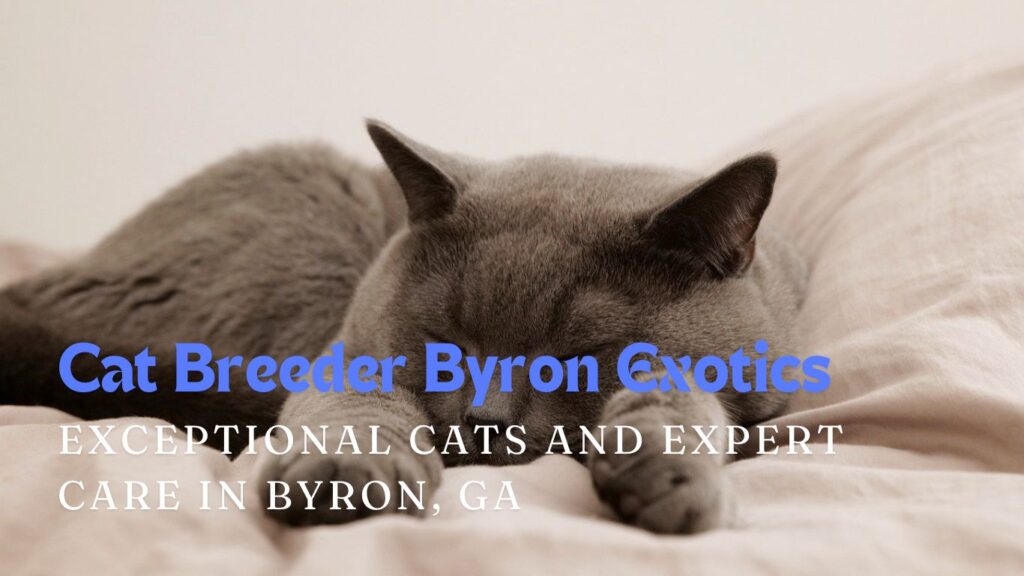 Cat Breeder Byron Exotics