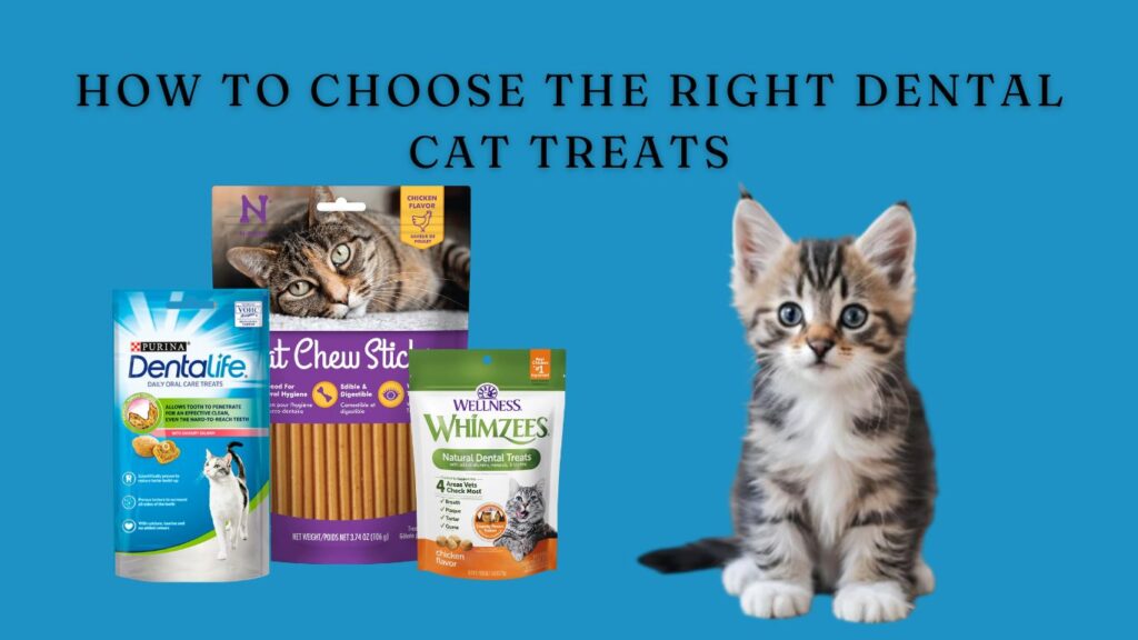 How to Choose the Right Dental Cat Treats