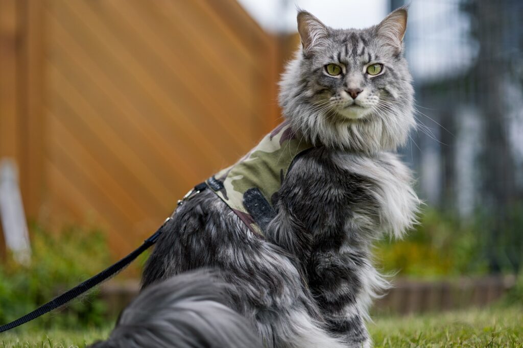 Maine Coon cat