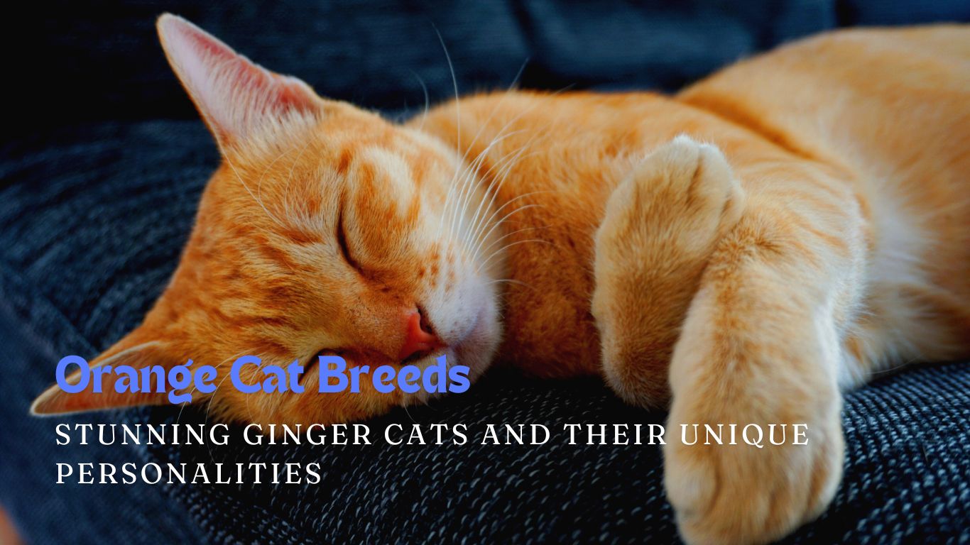 Orange Cat Breeds