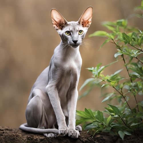 Oriental Shorthair