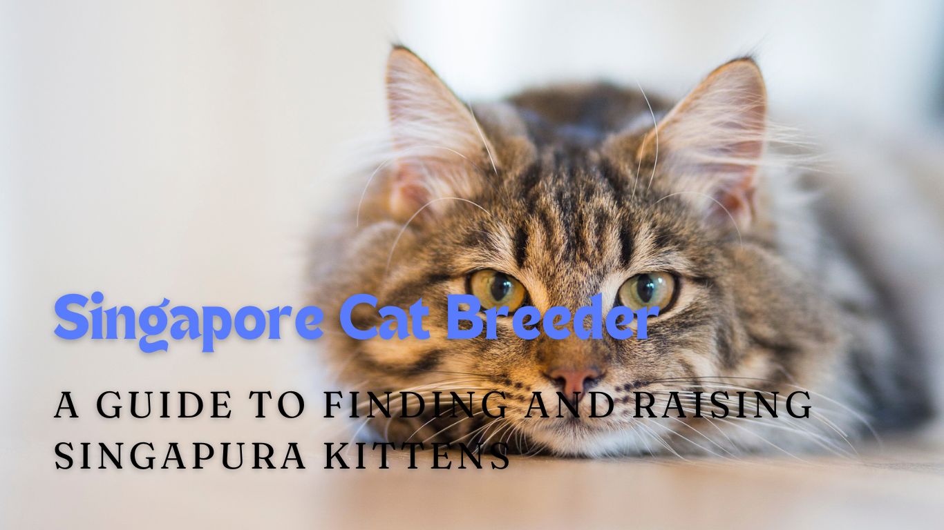 Singapore Cat Breeder