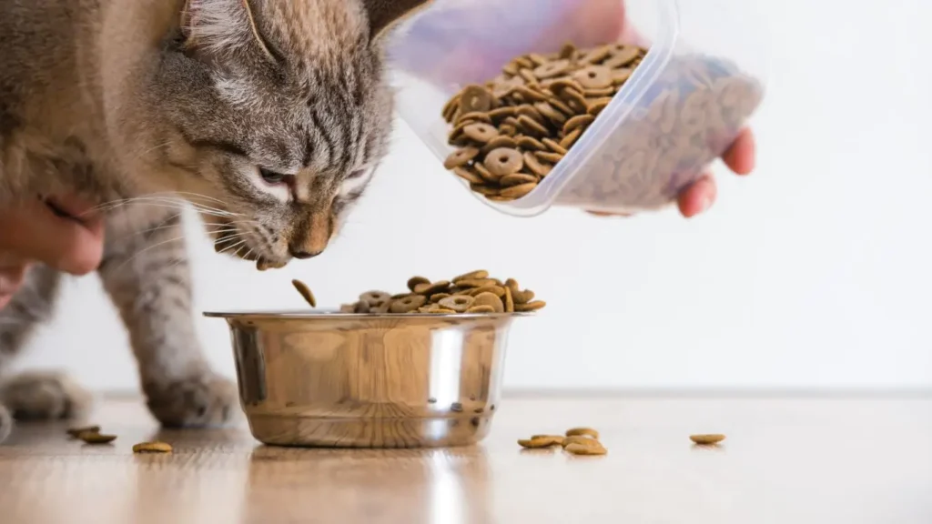 Best Cat Food