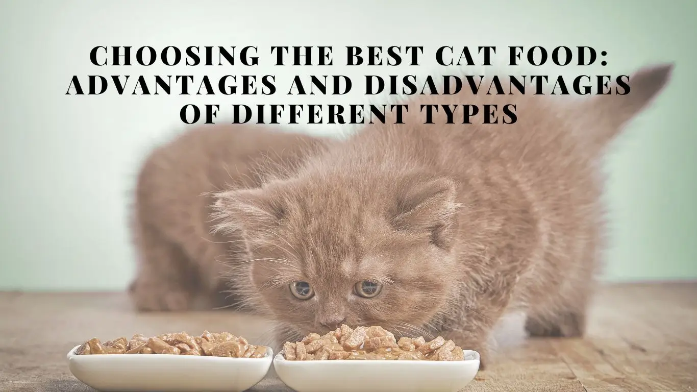 Best Cat Food