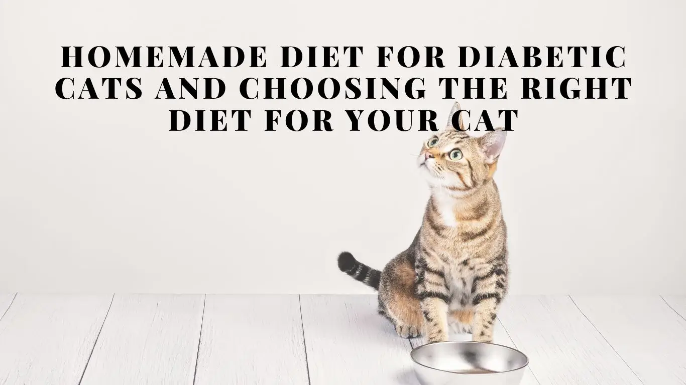 Diet for Diabetic Cats