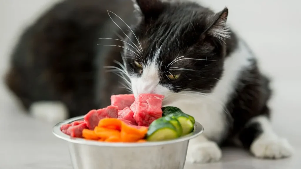 Is Salmon Good for Cats