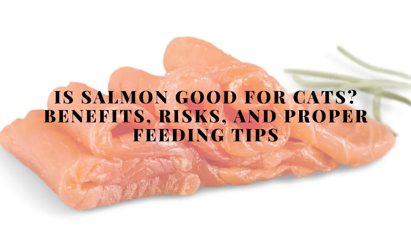 Is Salmon Good for Cats